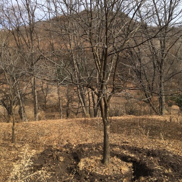 山槐10-15公分丛生山槐树5-8分枝东北山槐树
