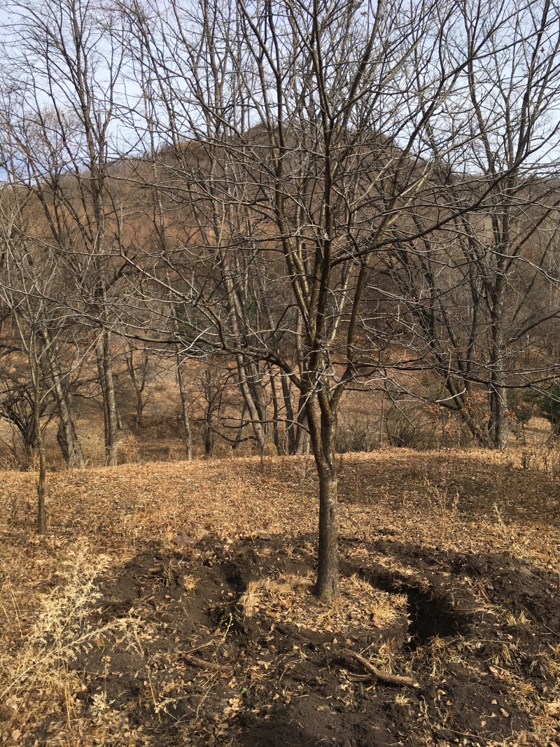 山槐10-15公分丛生山槐树5-8分枝东北山槐树