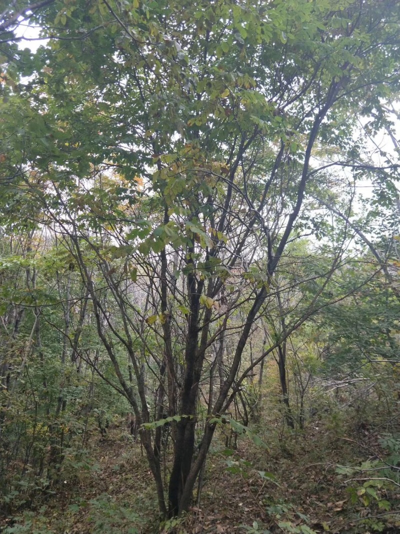山槐10-15公分丛生山槐树5-8分枝东北山槐树