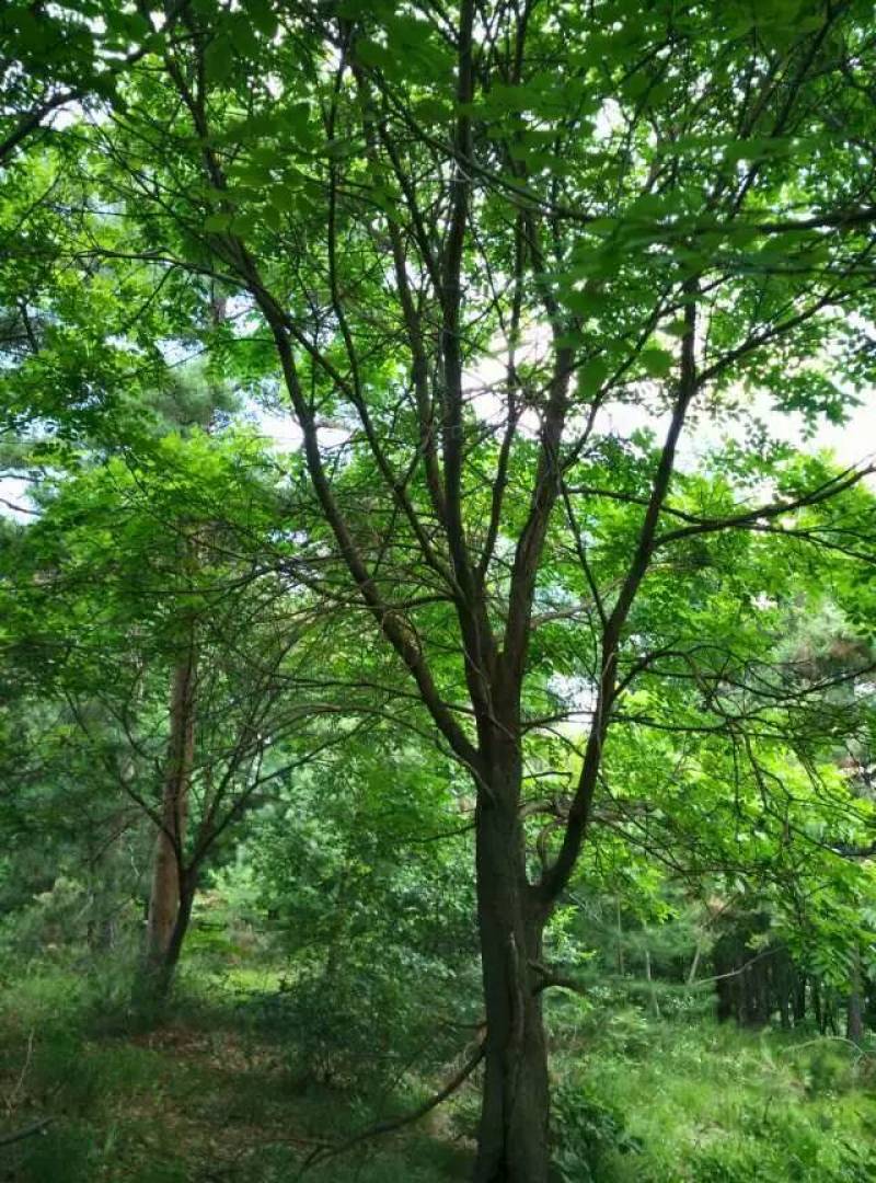 山槐10-15公分丛生山槐树5-8分枝东北山槐树