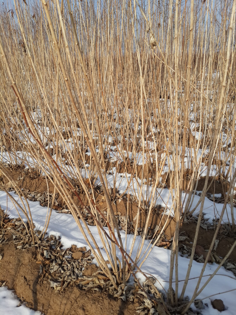 批发山梅花4-8分枝东北山梅花小苗容器杯苗