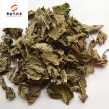 薄荷薄荷今年颜色绿地道药材产地山东省紫轩堂药业