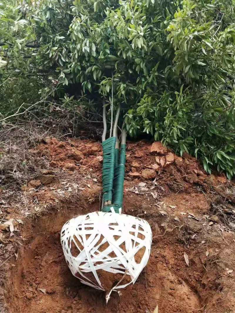 园林绿化木荷树苗木荷大树木荷树批发规格齐全