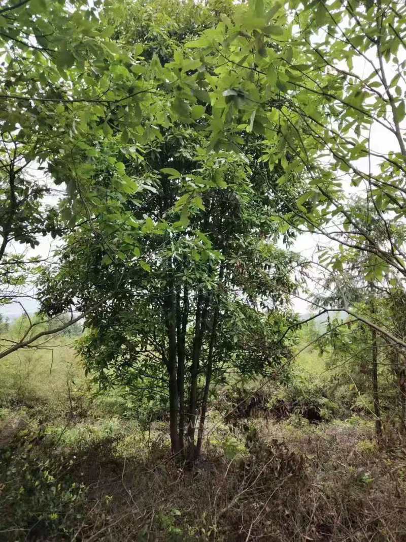 园林绿化木荷树苗木荷大树木荷树批发规格齐全