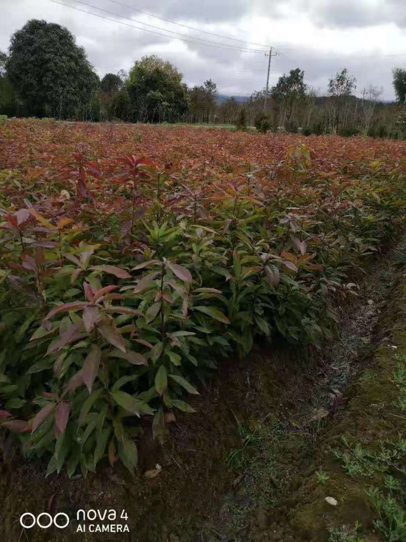 园林绿化木荷树苗木荷大树木荷树批发规格齐全