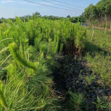 一年生湿地松小苗基地1公分湿地松多少钱一颗湿地松杯苗