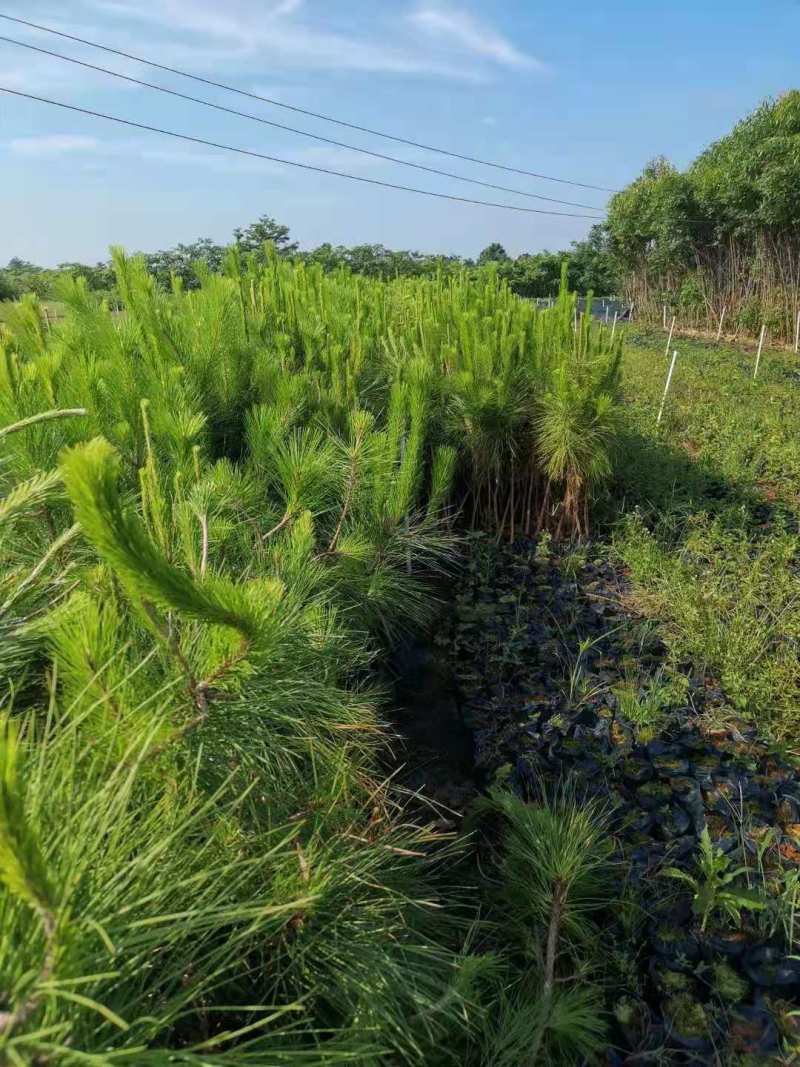 一年生湿地松小苗基地1公分湿地松多少钱一颗湿地松杯苗