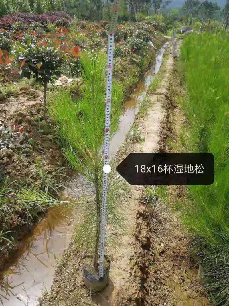 一年生湿地松小苗基地1公分湿地松多少钱一颗湿地松杯苗