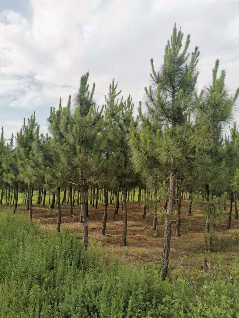 一年生湿地松小苗基地1公分湿地松多少钱一颗湿地松杯苗
