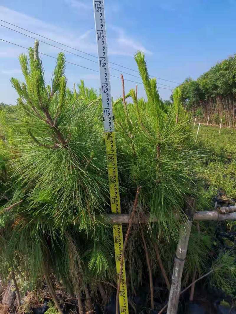 一年生湿地松小苗基地1公分湿地松多少钱一颗湿地松杯苗