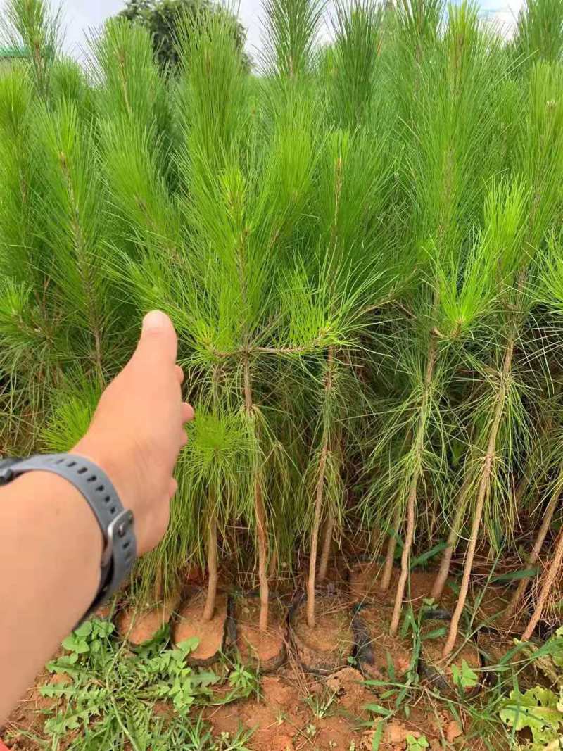 基地直发1米高湿地松杯苗2米湿地松湿地松大杯苗