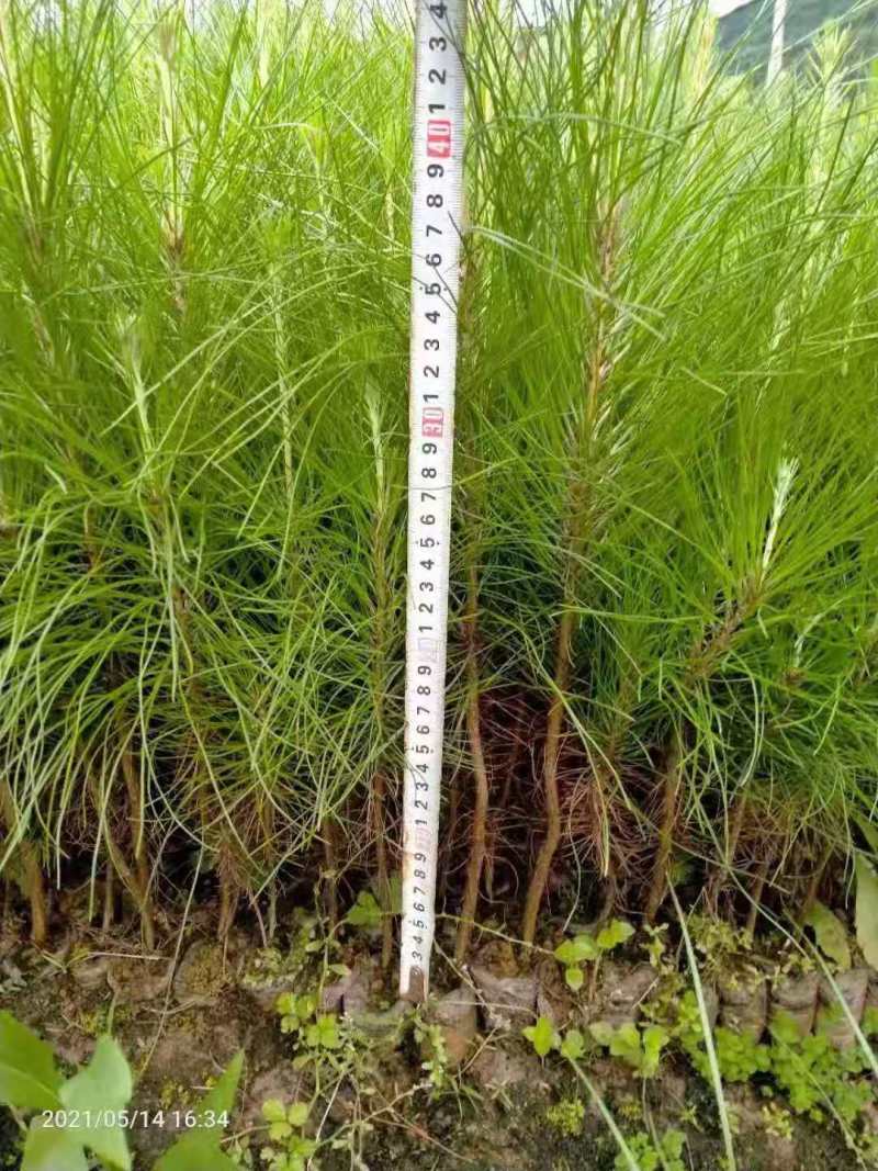 基地直发1米高湿地松杯苗2米湿地松湿地松大杯苗