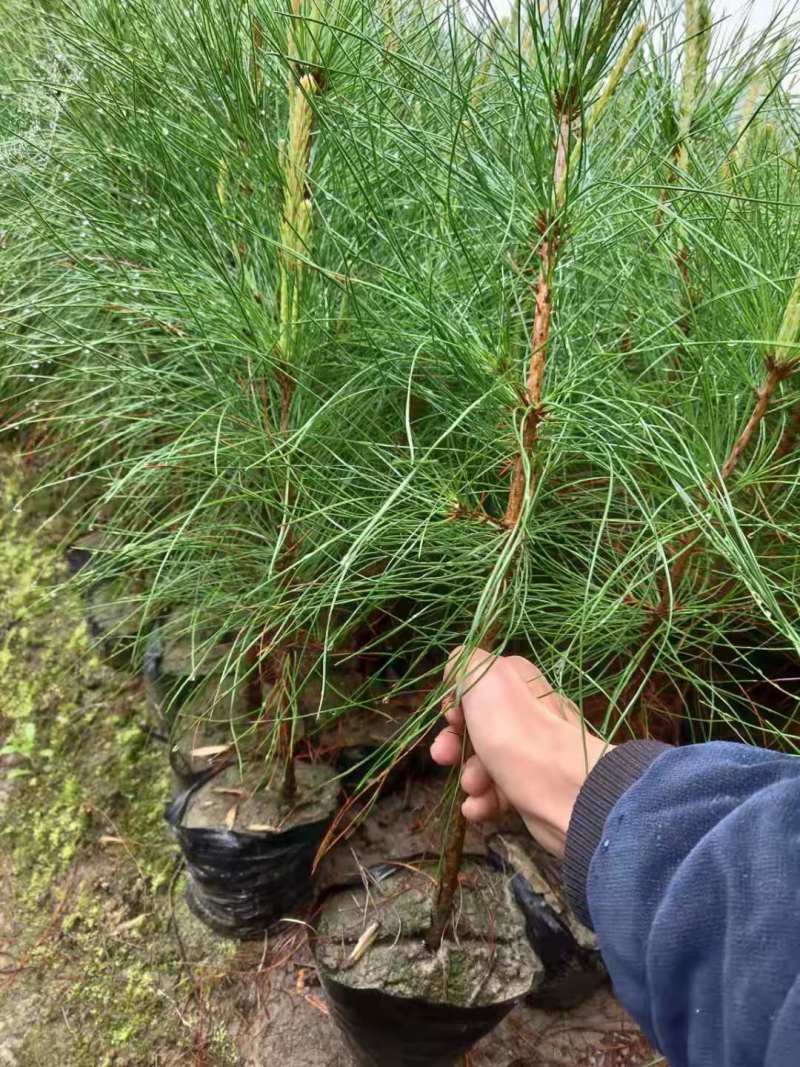 基地直发1米高湿地松杯苗2米湿地松湿地松大杯苗