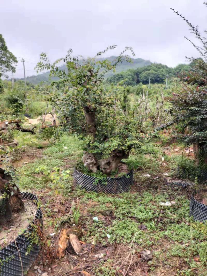 榔榆多少钱一颗？江西榔榆桩基地多分枝榔榆桩丛生榔榆桩