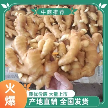 生姜山东万亩姜田，自产自销，欢迎各地区老板前来购买！