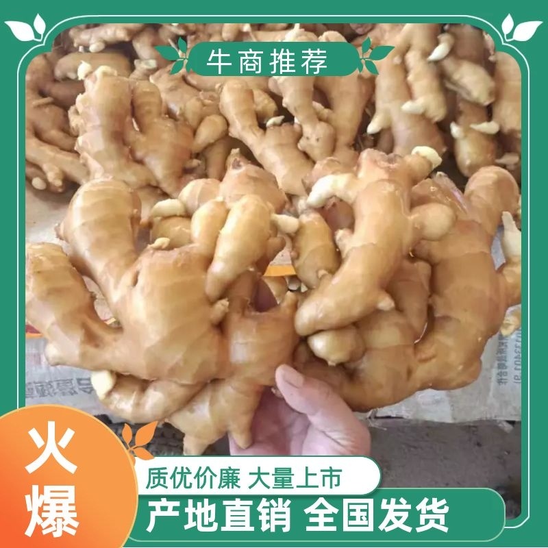 生姜山东万亩姜田，自产自销，欢迎各地区老板前来购买！
