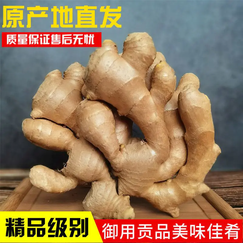 【山东大黄姜】个头大辛辣味十足原产地发货现货供应