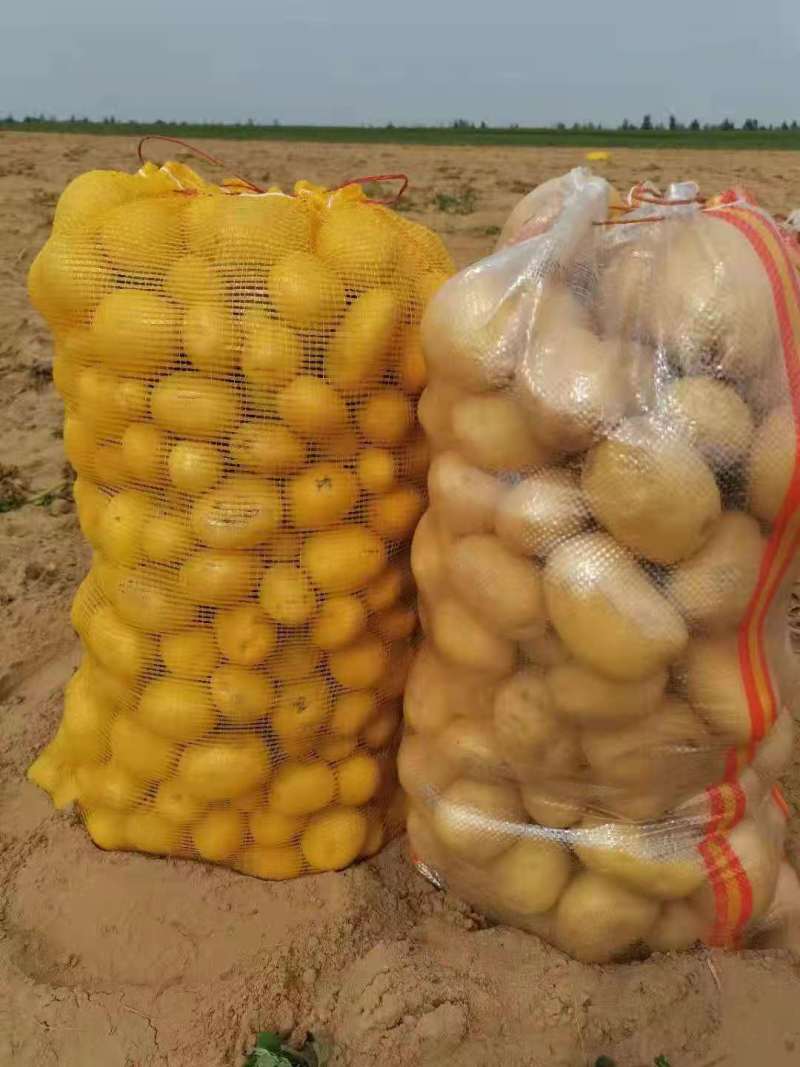 （精品）陕北纯沙地黄心土豆品种多样常年供应基地代发