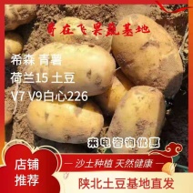 （精品）陕北纯沙地黄心土豆品种多样常年供应基地代发