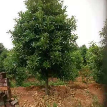 棱角山矾18公分棱角山矾种子
