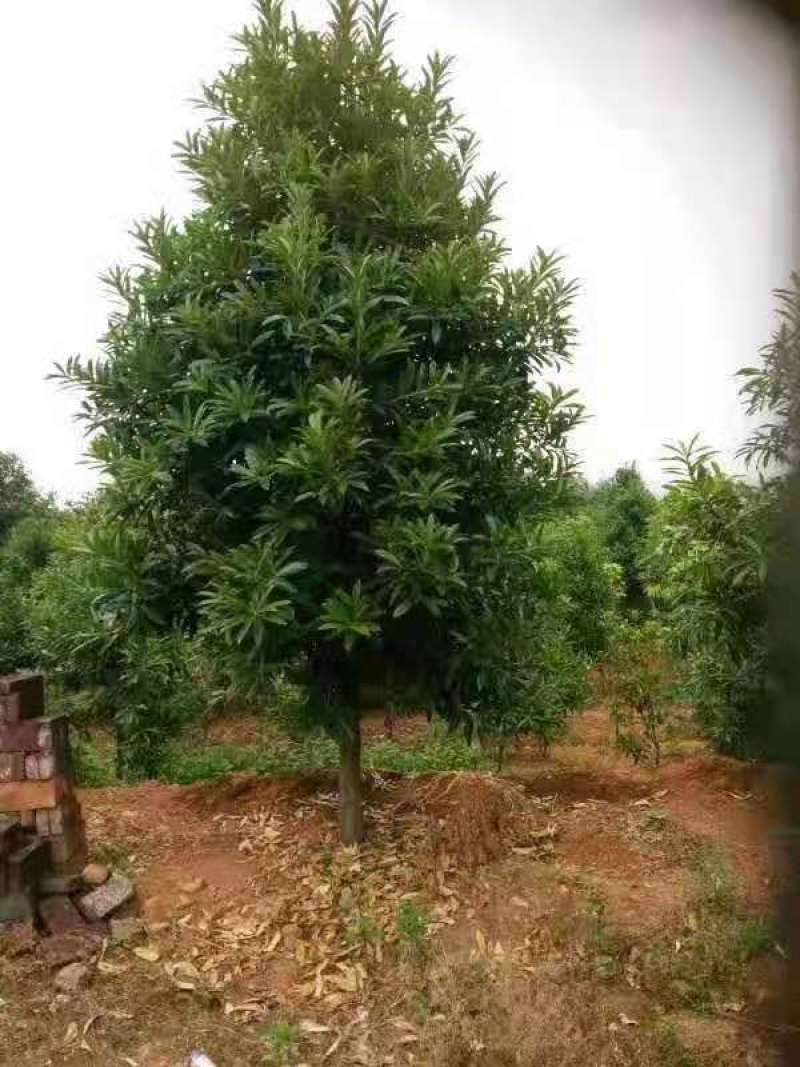 棱角山矾18公分棱角山矾种子