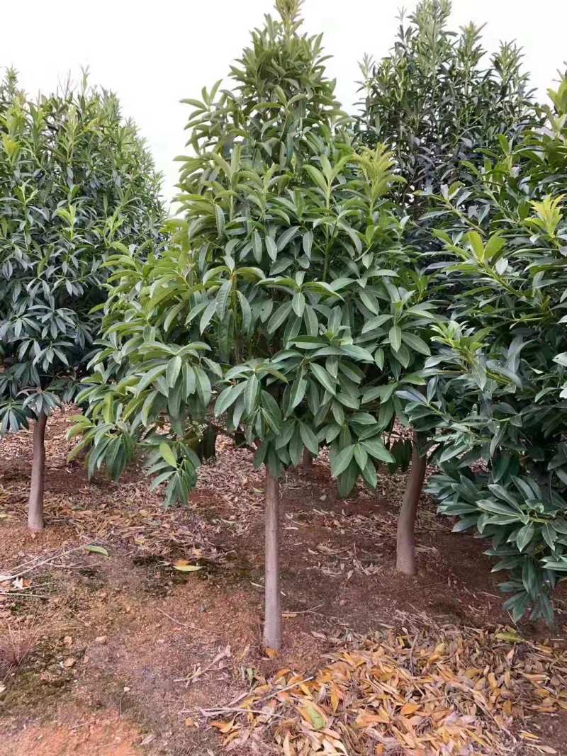 棱角山矾18公分棱角山矾种子