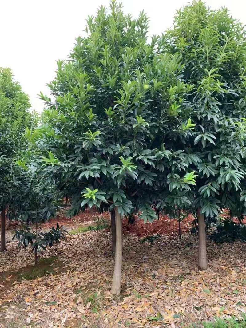 棱角山矾18公分棱角山矾种子