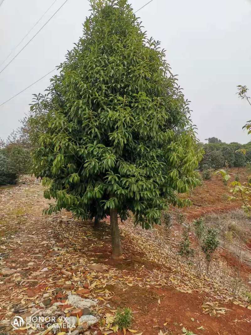 棱角山矾18公分棱角山矾种子