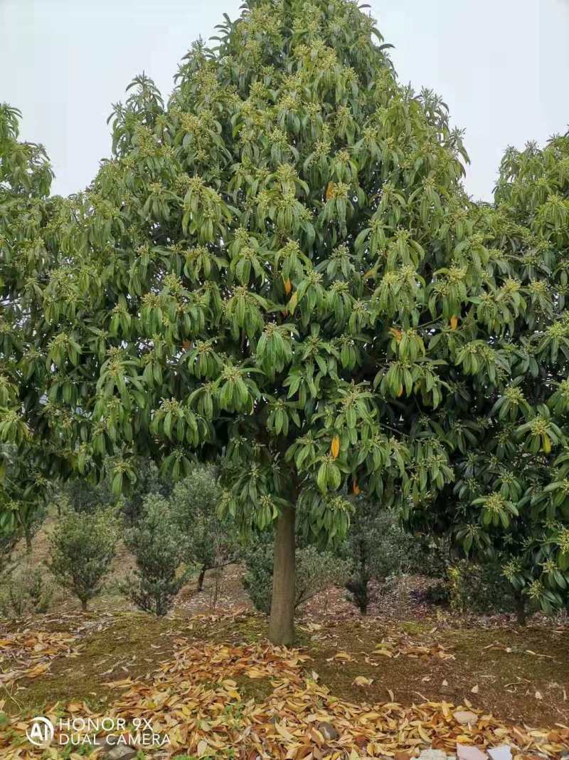 棱角山矾18公分棱角山矾种子