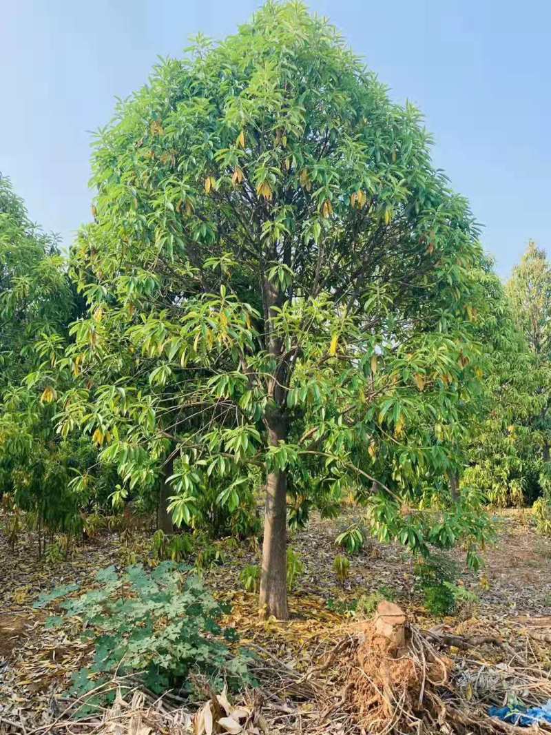 棱角山矾18公分棱角山矾种子