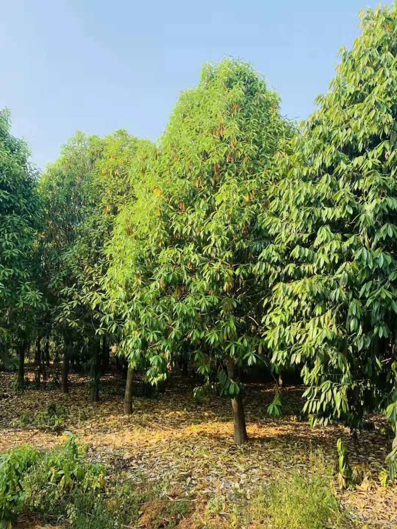 棱角山矾18公分棱角山矾种子