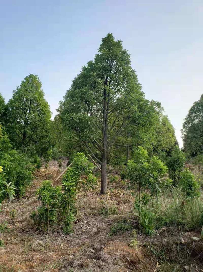 棱角山矾18公分棱角山矾种子