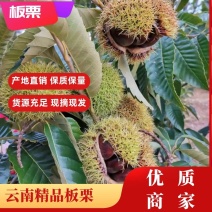 新鲜彝乡板栗大量上市板栗一手货源量大价优