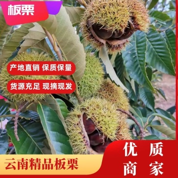 新鲜彝乡板栗大量上市板栗一手货源量大价优