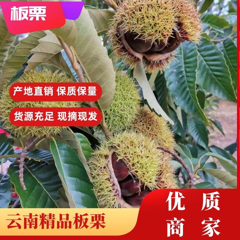 新鲜彝乡板栗大量上市板栗一手货源量大价优