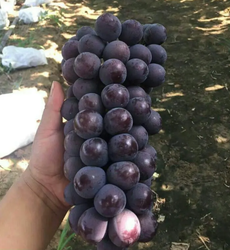 户太八号葡萄，礼泉县精品户太八号葡萄己经大量上市