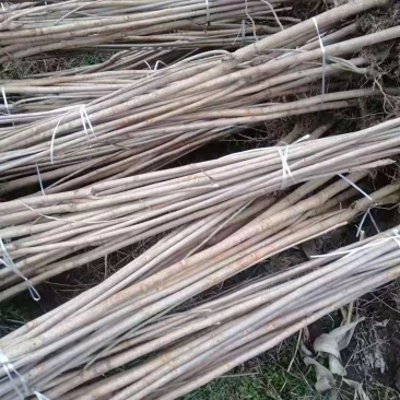 漆树一年生漆树小苗基地1公分漆树多少钱一颗漆树种子