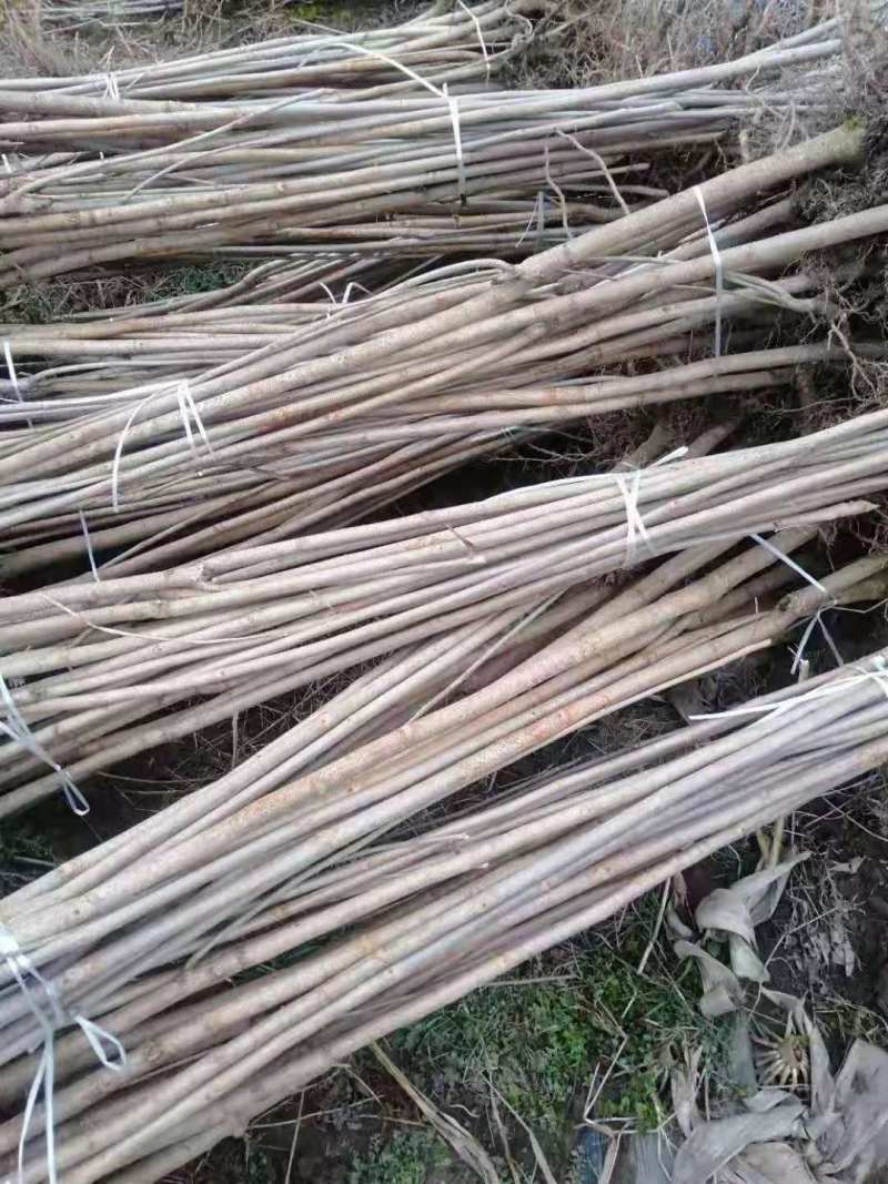 漆树一年生漆树小苗基地1公分漆树多少钱一颗漆树种子