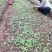 漆树一年生漆树小苗基地1公分漆树多少钱一颗漆树种子