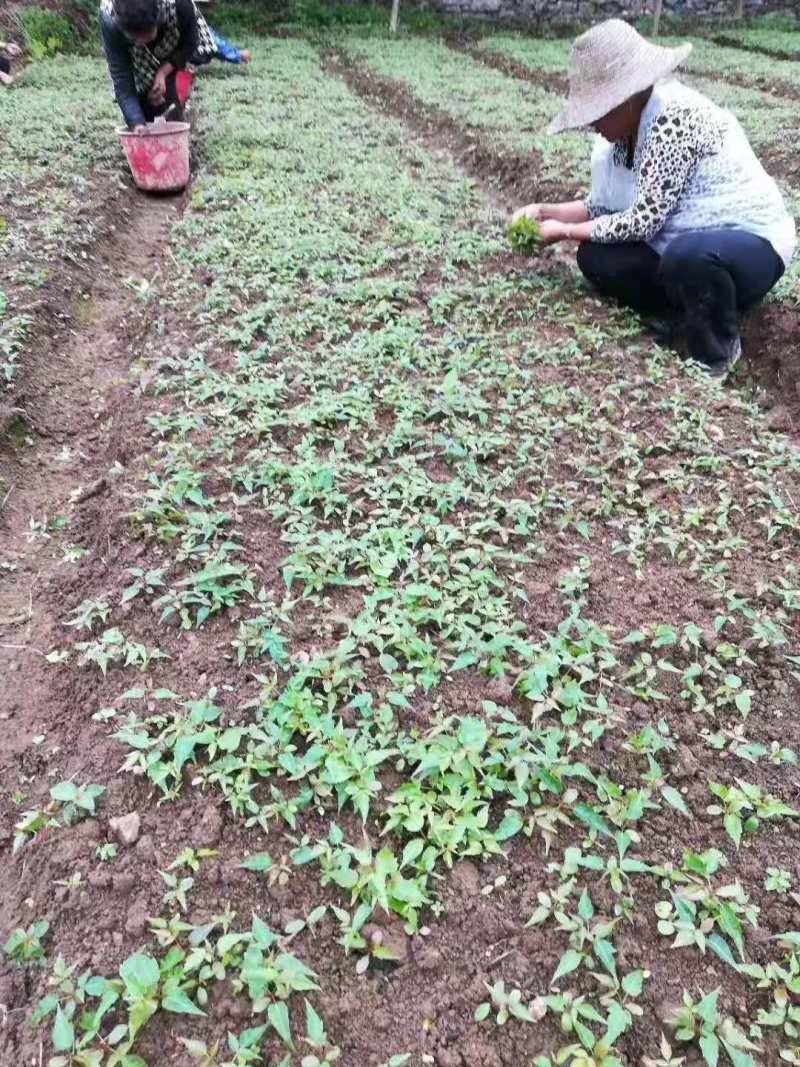 漆树一年生漆树小苗基地1公分漆树多少钱一颗漆树种子