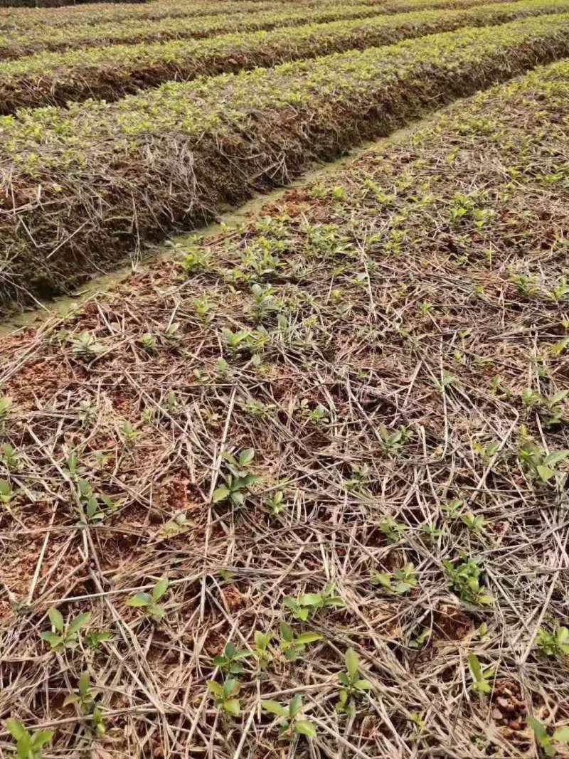 漆树一年生漆树小苗基地1公分漆树多少钱一颗漆树种子