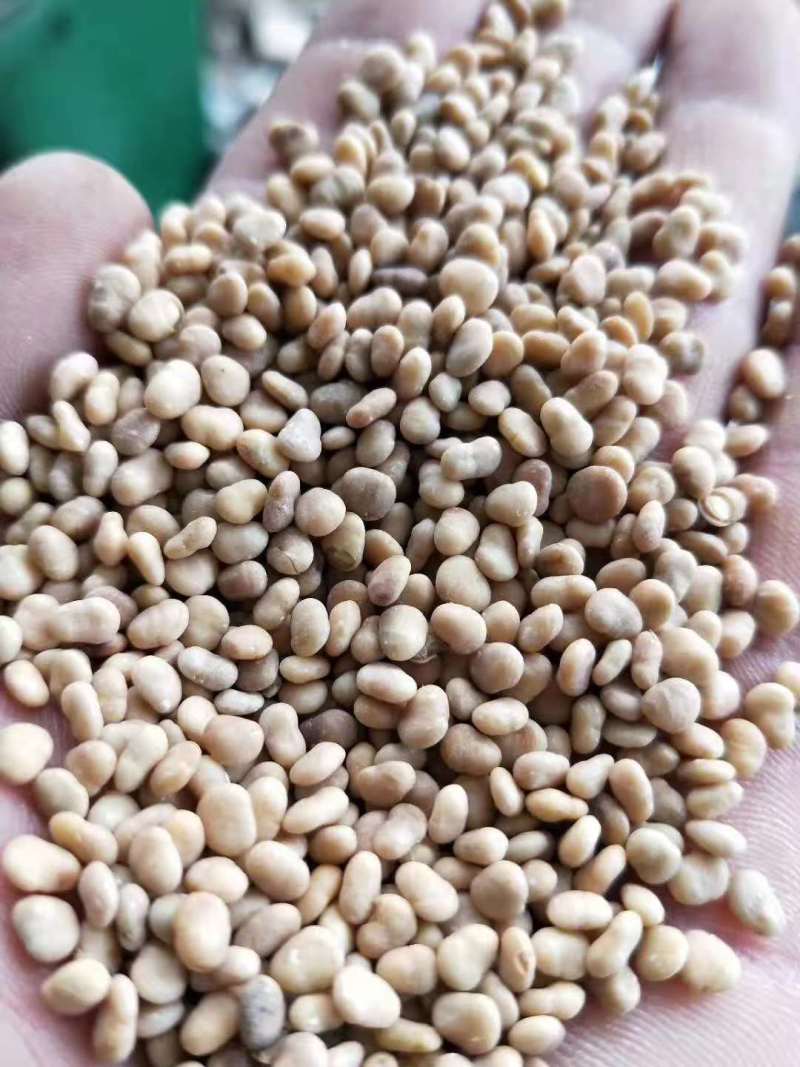 漆树一年生漆树小苗基地1公分漆树多少钱一颗漆树种子