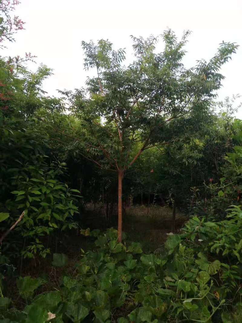 漆树一年生漆树小苗基地1公分漆树多少钱一颗漆树种子