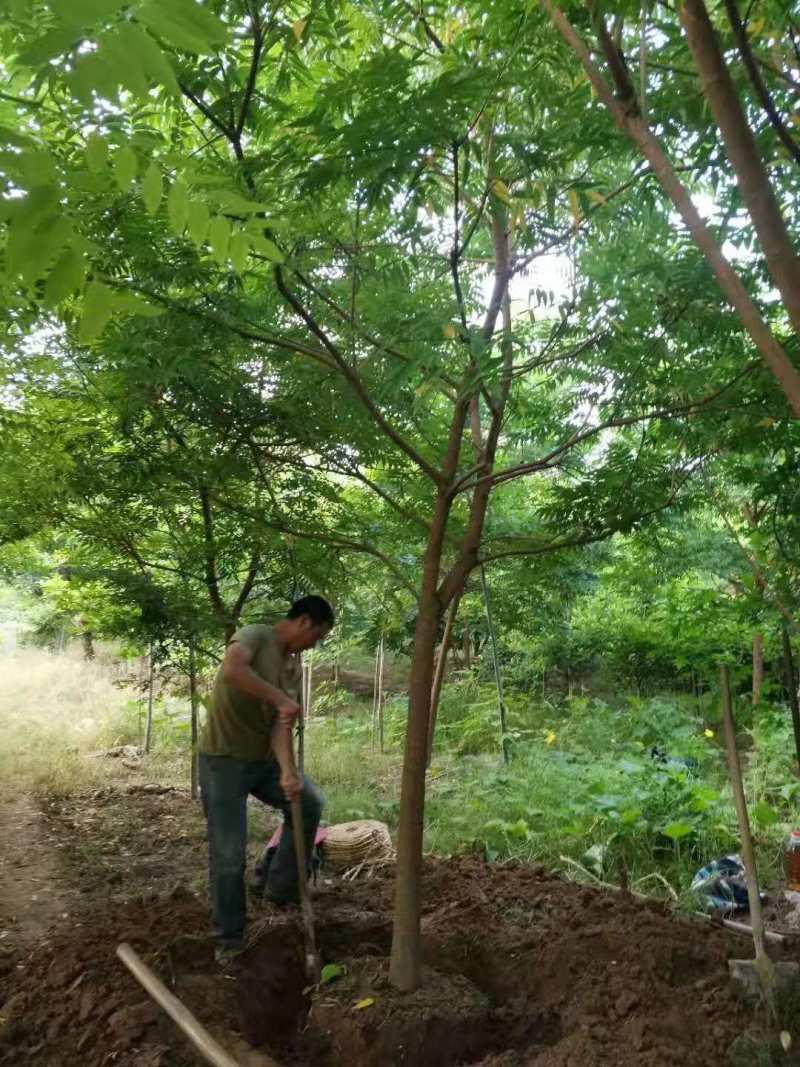 漆树一年生漆树小苗基地1公分漆树多少钱一颗漆树种子