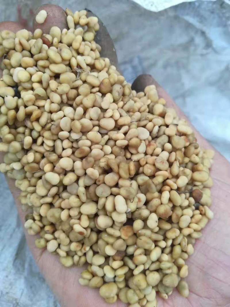 漆树一年生漆树小苗基地1公分漆树多少钱一颗漆树种子