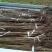 漆树一年生漆树小苗基地1公分漆树多少钱一颗漆树种子