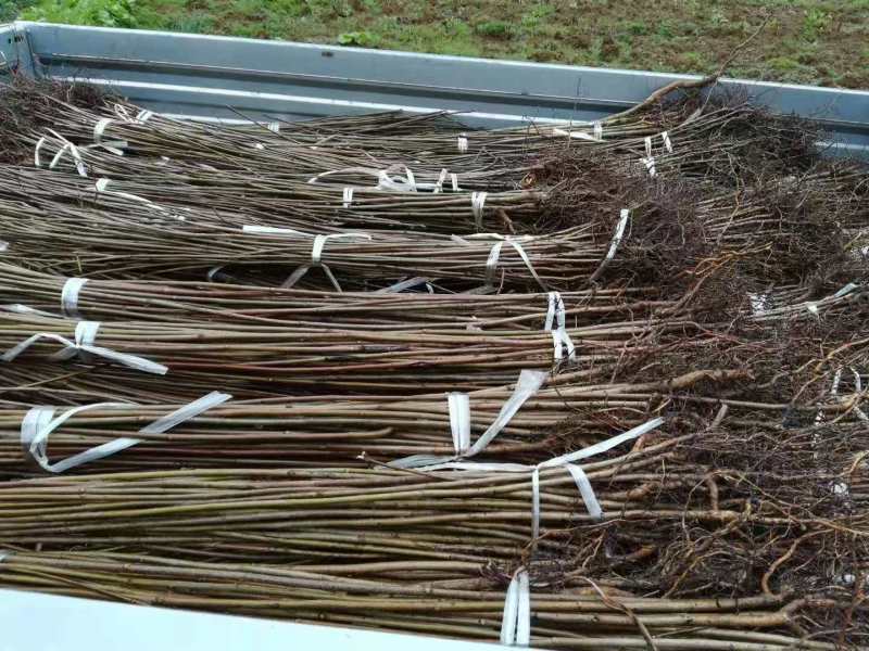 漆树一年生漆树小苗基地1公分漆树多少钱一颗漆树种子