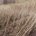 漆树一年生漆树小苗基地1公分漆树多少钱一颗漆树种子
