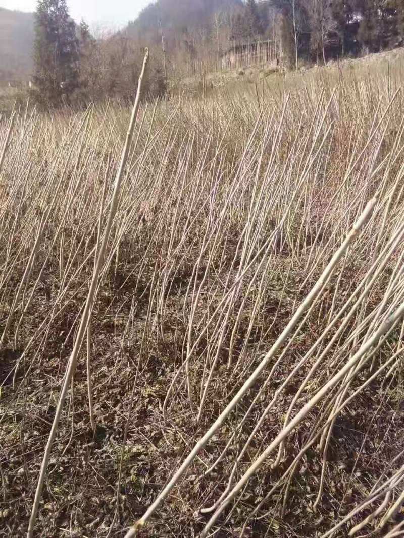 漆树一年生漆树小苗基地1公分漆树多少钱一颗漆树种子