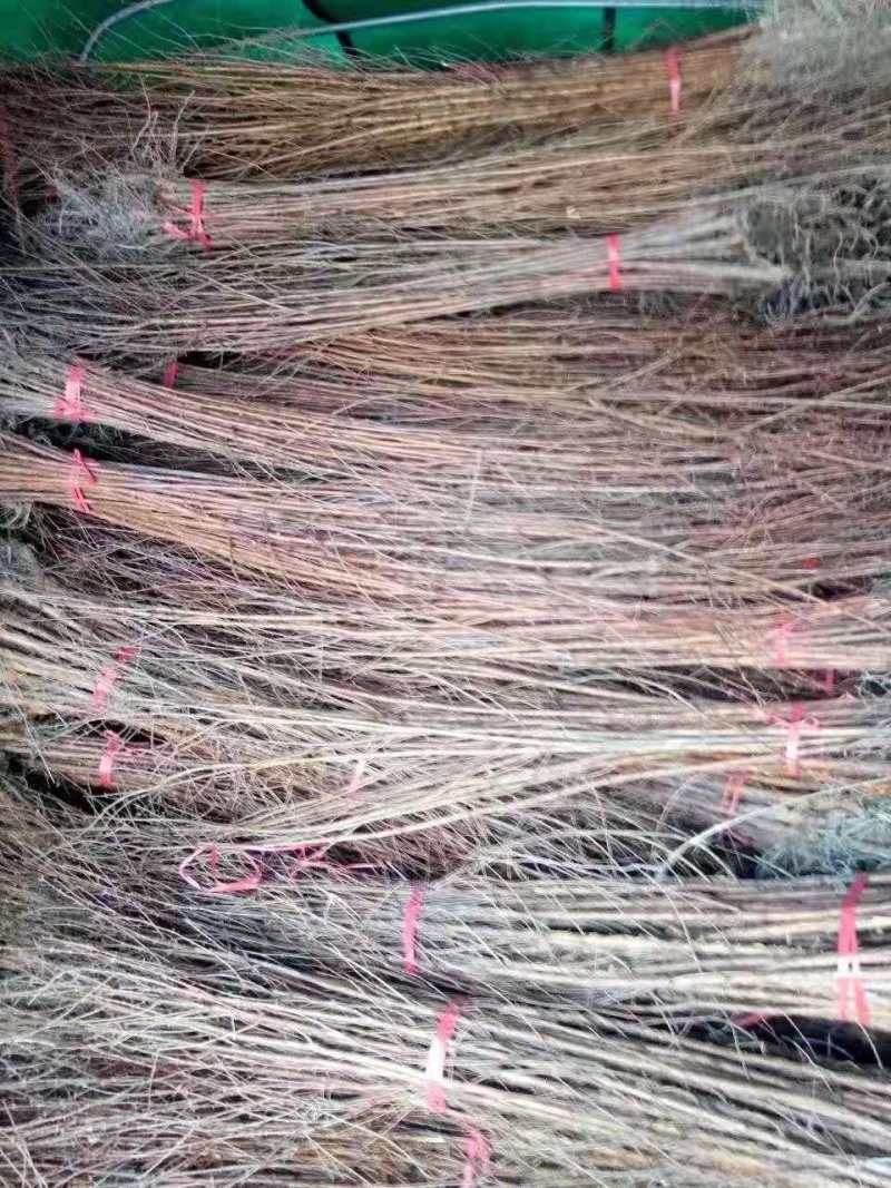 漆树一年生漆树小苗基地1公分漆树多少钱一颗漆树种子